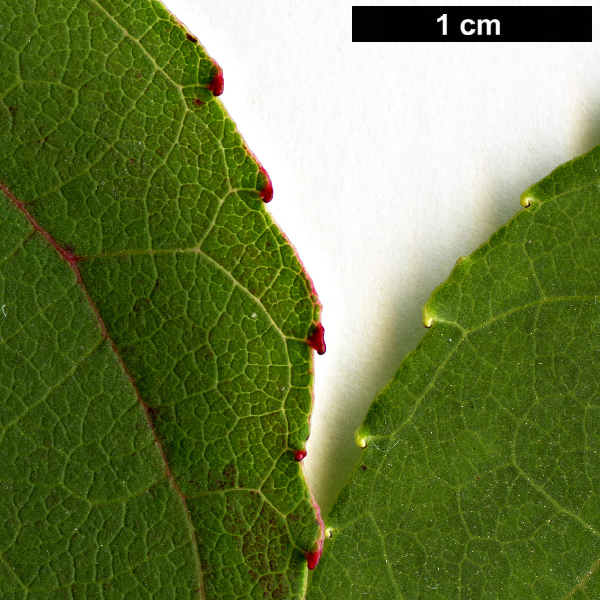 High resolution image: Family: Altingiaceae - Genus: Liquidambar - Taxon: formosana - SpeciesSub: Monticola Group
